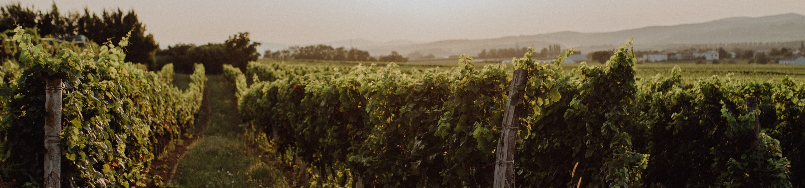 Weinbergslandschaft bei Sonnenuntergang mit Weinstöcken, Holzpfählen und fernen Hügeln unter einem dunstigen Himmel.