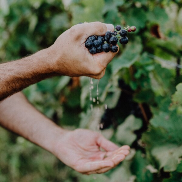Ein Bild von Weintrauben - Nachhaltigkeit